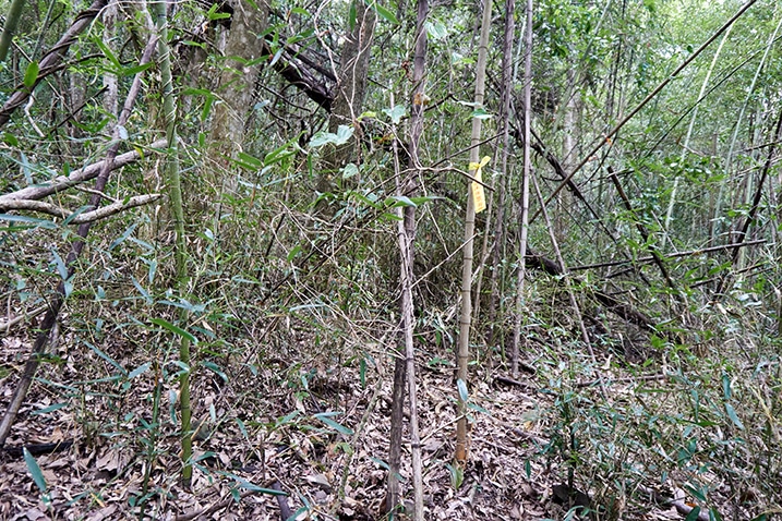 Bamboo forest - yellow ribbon tied to bamboo
