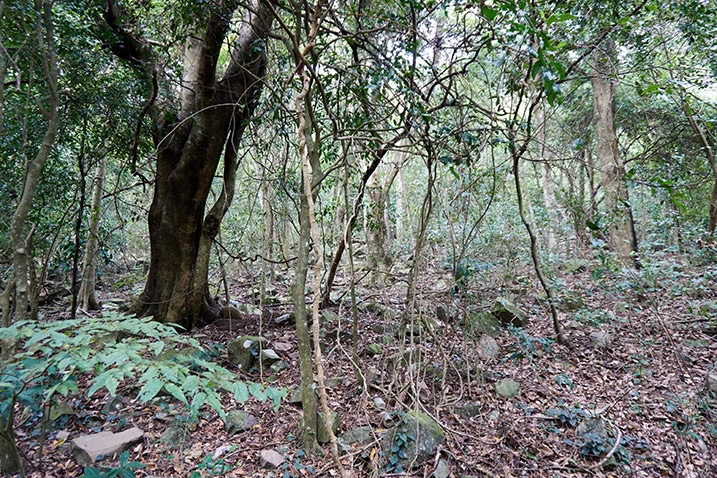 Mountain jungle - larger tree at left - small trees and vines all around