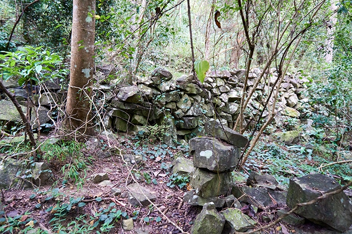 Many stones stacked to make a wall - trees and vines all around