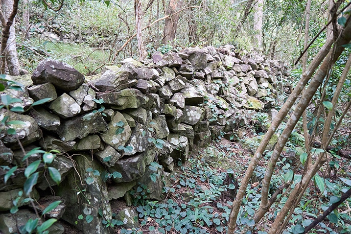 Many rocks stacked to forma wall - trees and vines around