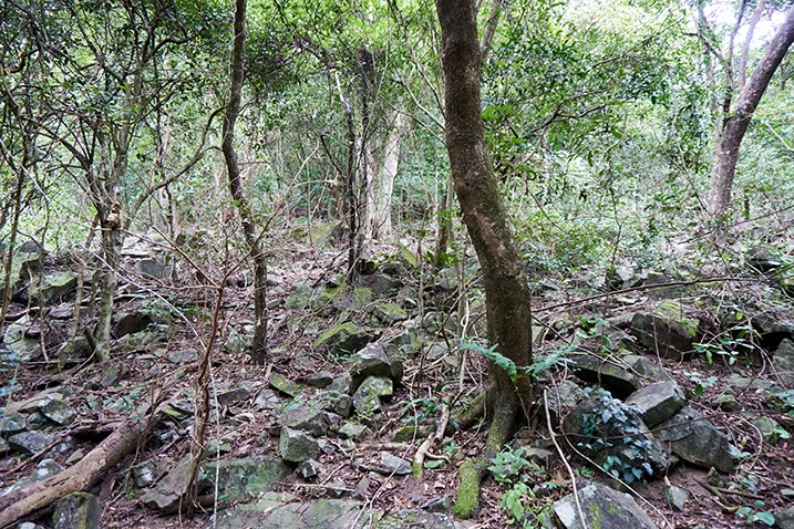 Mountain jungle - Trees, vines, and many rocks