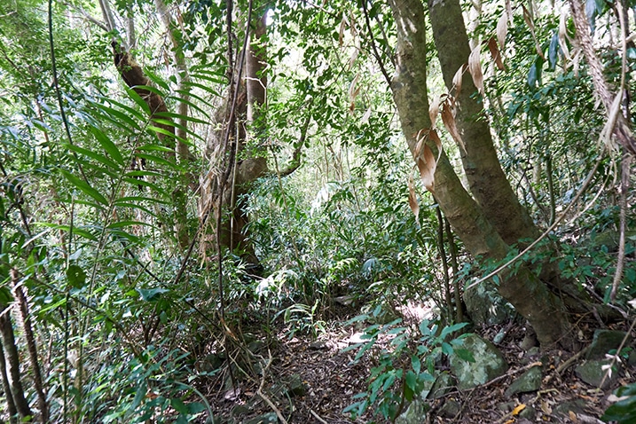 Mountain jungle - many trees and vines and plants