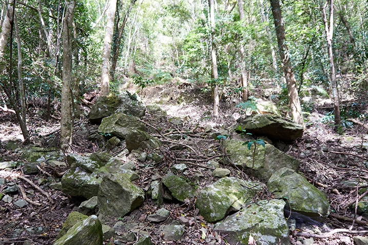 Mountain jungle - Many stones, trees, vines, and plants