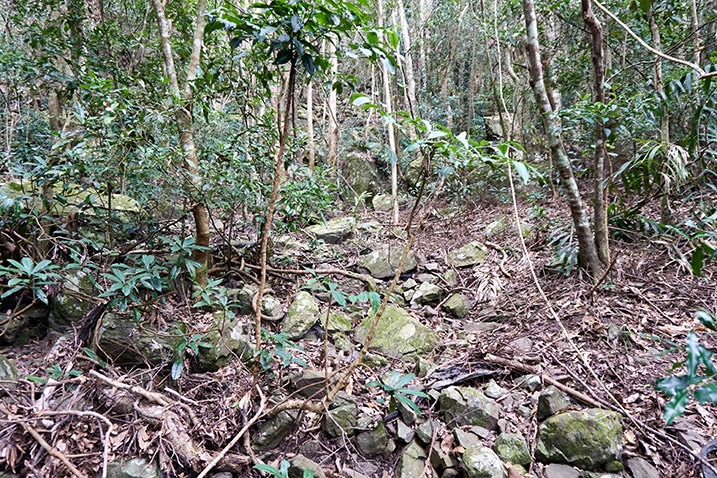 Mountain jungle - Many stones, trees, vines, and plants