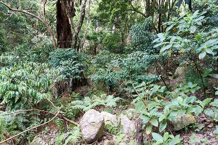 Mountain jungle - many plants and some trees and rocks