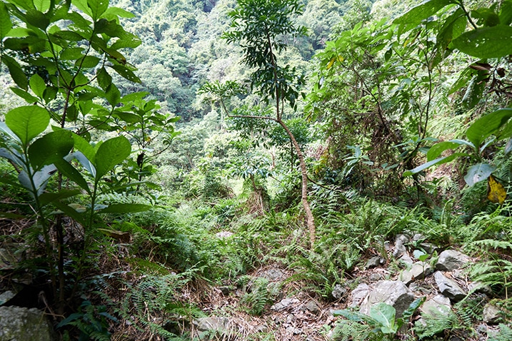 Mountain jungle - many trees, plants and rocks