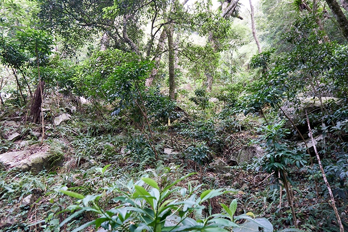 Mountain jungle - Many trees and plants