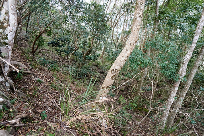 Mountain ridge - barkless tree in middle - many trees and plants - 我丹山東峰 Wodanshan East Peak