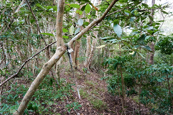 Cloth trail ribbon tied to a small tree - many trees in background - mountain ridge - 我丹山東峰 Wodanshan East Peak