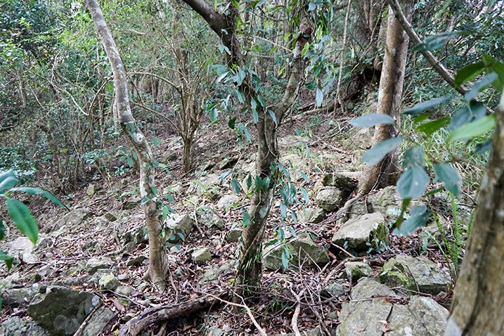 Many large rocks on mountain ridge - vines and trees - 我丹山東峰 Wodanshan East Peak