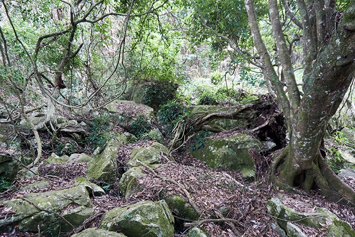 Many large boulders on mountain ridge - trees and dead leaves - 我丹山東峰 Wodanshan East Peak