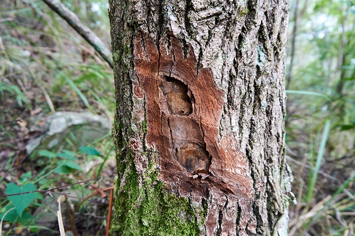 Closeup of tree bark that was cut with possibly a machete - 我丹山東峰 Wodanshan East Peak