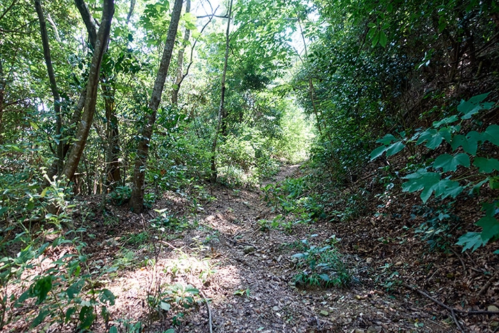 Overgrown mountain dirt road - single track - trees and plants on either side