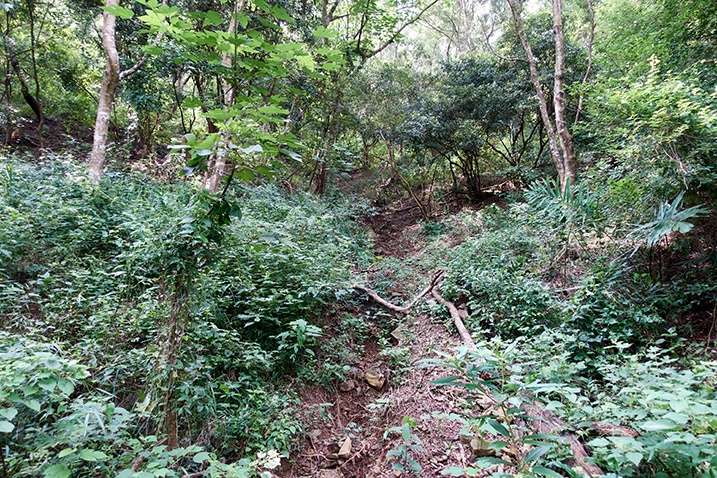 Overgrown mountain dirt road - single track - trees and plants on either side