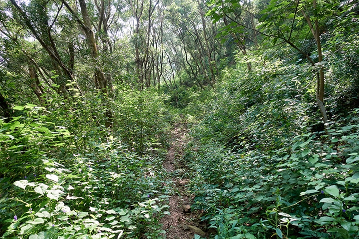 Single track path - old mountain road - trees and plants all over