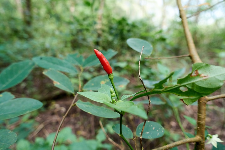 Closeup of red pepper plant