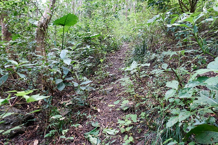 Single track trail - plants and trees on either side