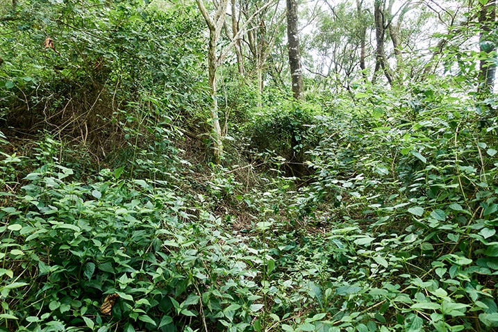 Overgrown mountain ridge - many trees and plants