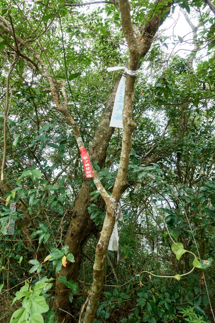 Several ribbons attached to a tree