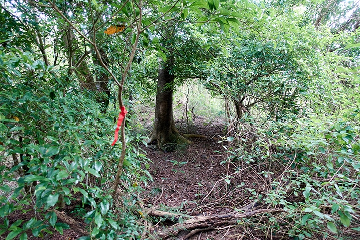 Many trees - red ribbon tied to tree - trail in the middle