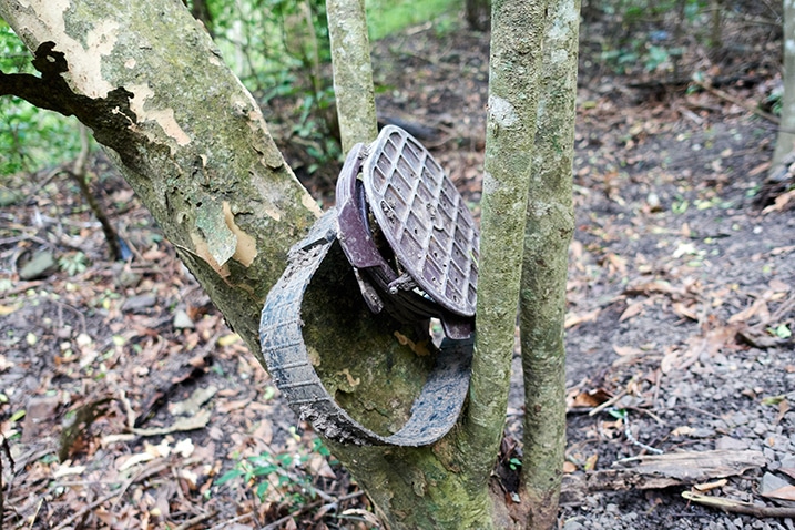 Plastic part of a snare trap wedged into a tree