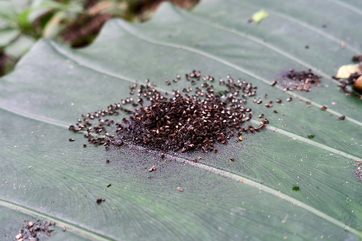 Many little flying insects eating poop on a leaf