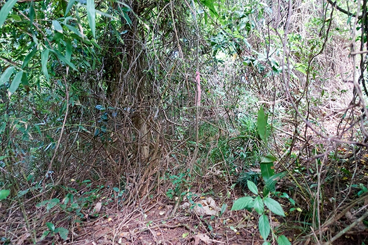 Many vines and trees - overgrown - ribbon attached to one vine