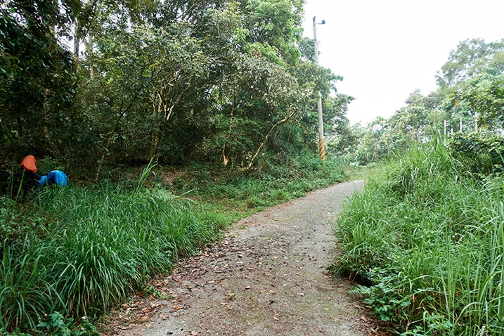 Paved mountain road - grass and trees on either side