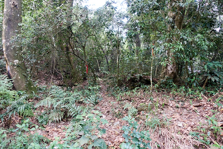 Trailhead of DeDeShan 德德山 - Many trees - trail ribbon