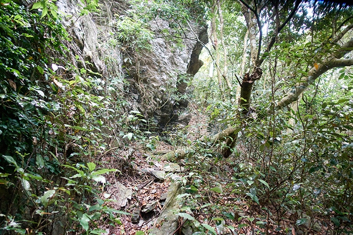 Mountain jungle - rock face on left - trees and overgrowth