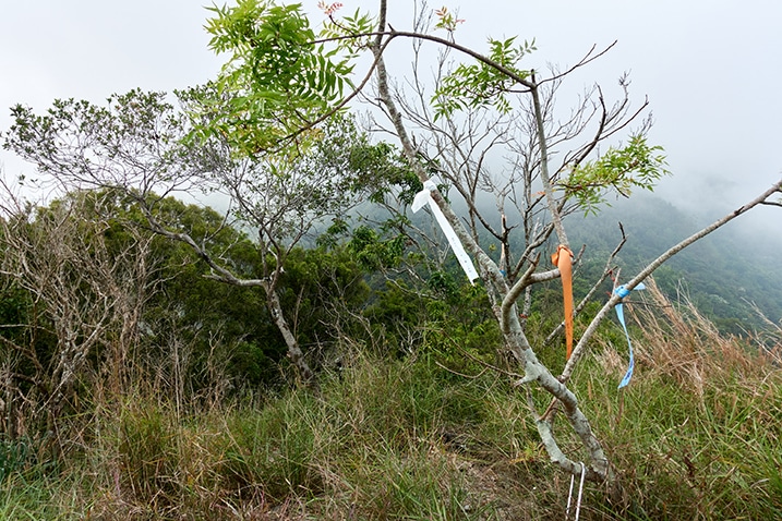 Several trail ribbons attached to a tree