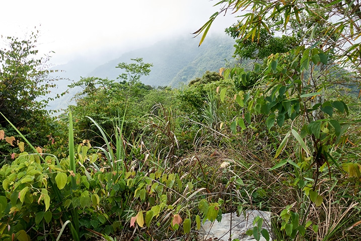 Overgrown, rocky section of mountain ridge - mountain in background