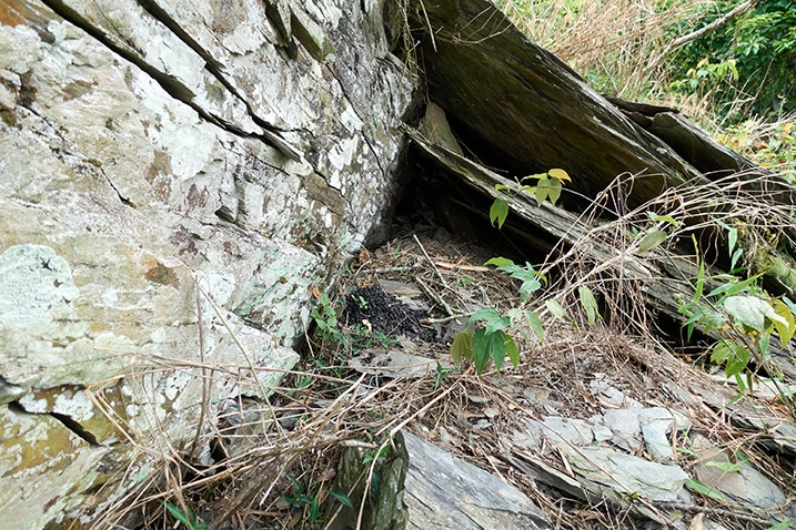 Animal scat next to some rocks