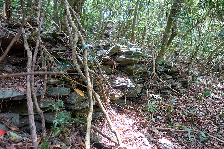 Stacked rocks with many trees/vines growing around them