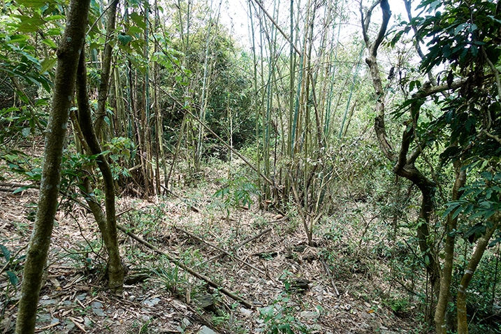 Many bamboo trees