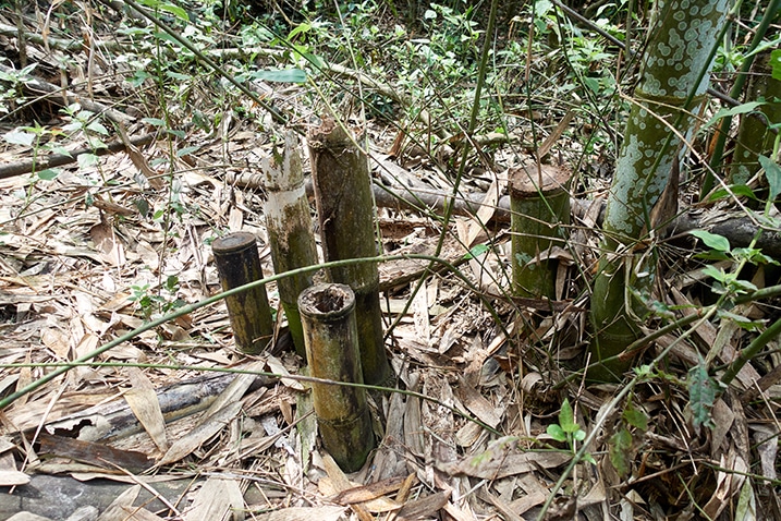 Several bamboo trees cut near base