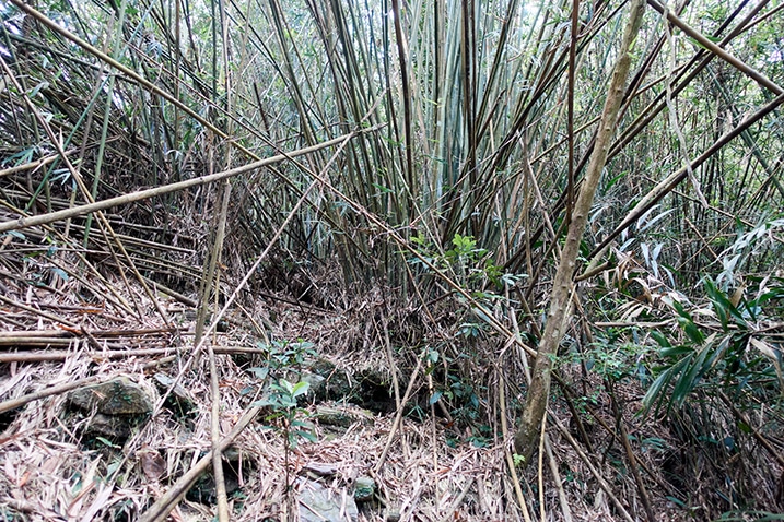 Large bunch of bamboo trees all tangled together