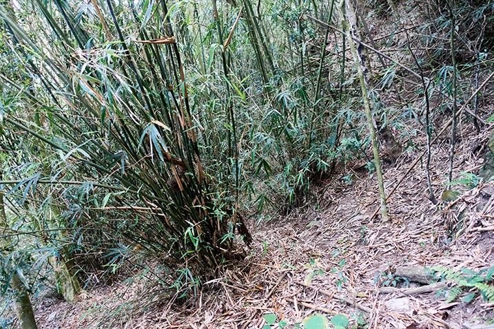 A couple bunches of bamboo trees
