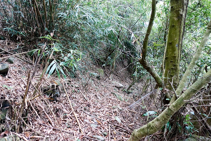Somewhat of a trail flanked by bamboo trees