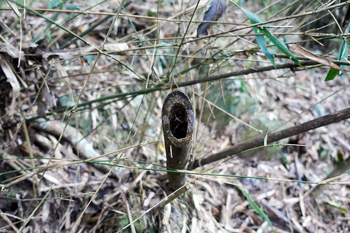 Closeup of bamboo cut by machete