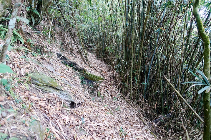 Lots of bamboo to the right - small path in center