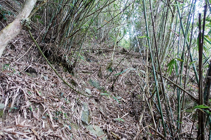 A lot of bamboo trees on left and right - path going up the middle - rope to the left