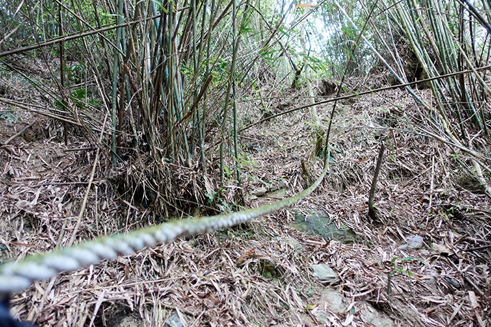 Rope on left - bamboo trees on left and right