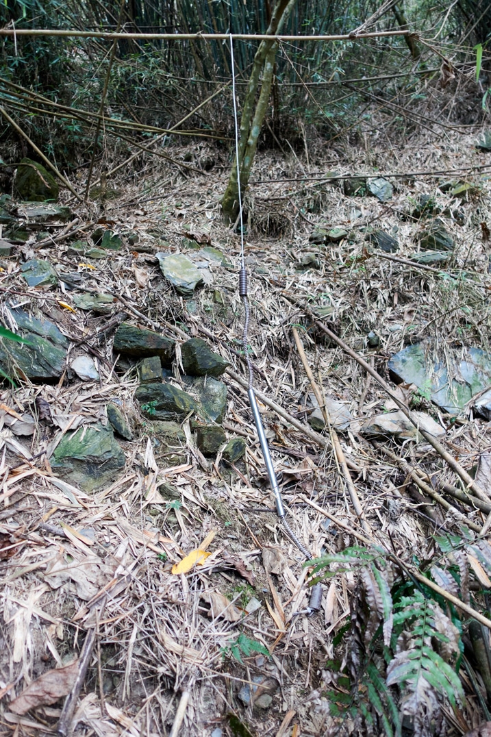 Rocky, bamboo area with a spring-loaded animal trap