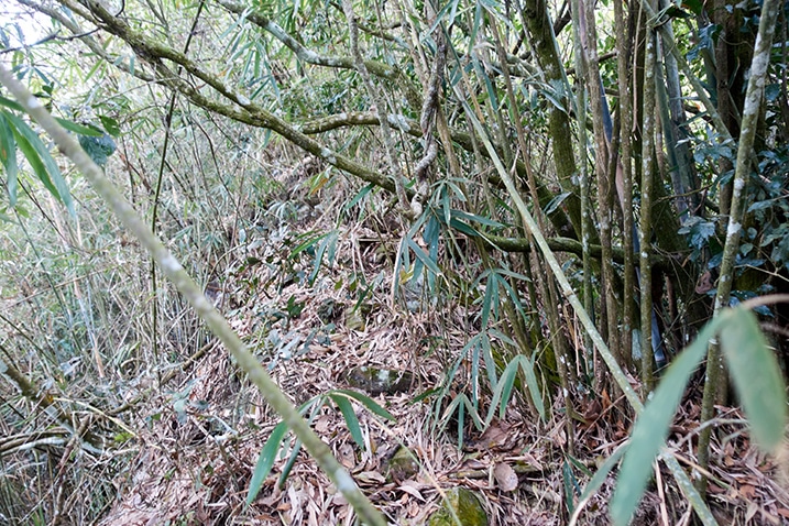 Mountain ridge full of trees, bamboo, and vines - messy
