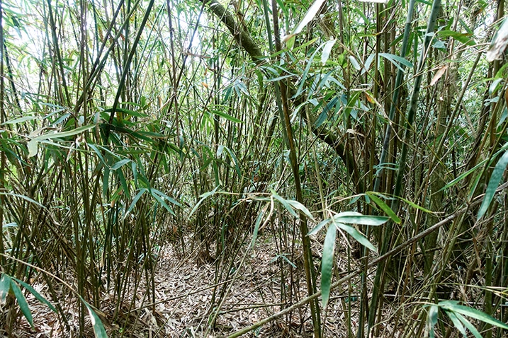 Thick amount of thin bamboo trees