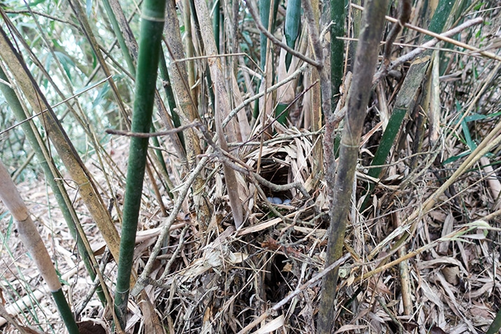 Bird nest hidden in bamboo leaves