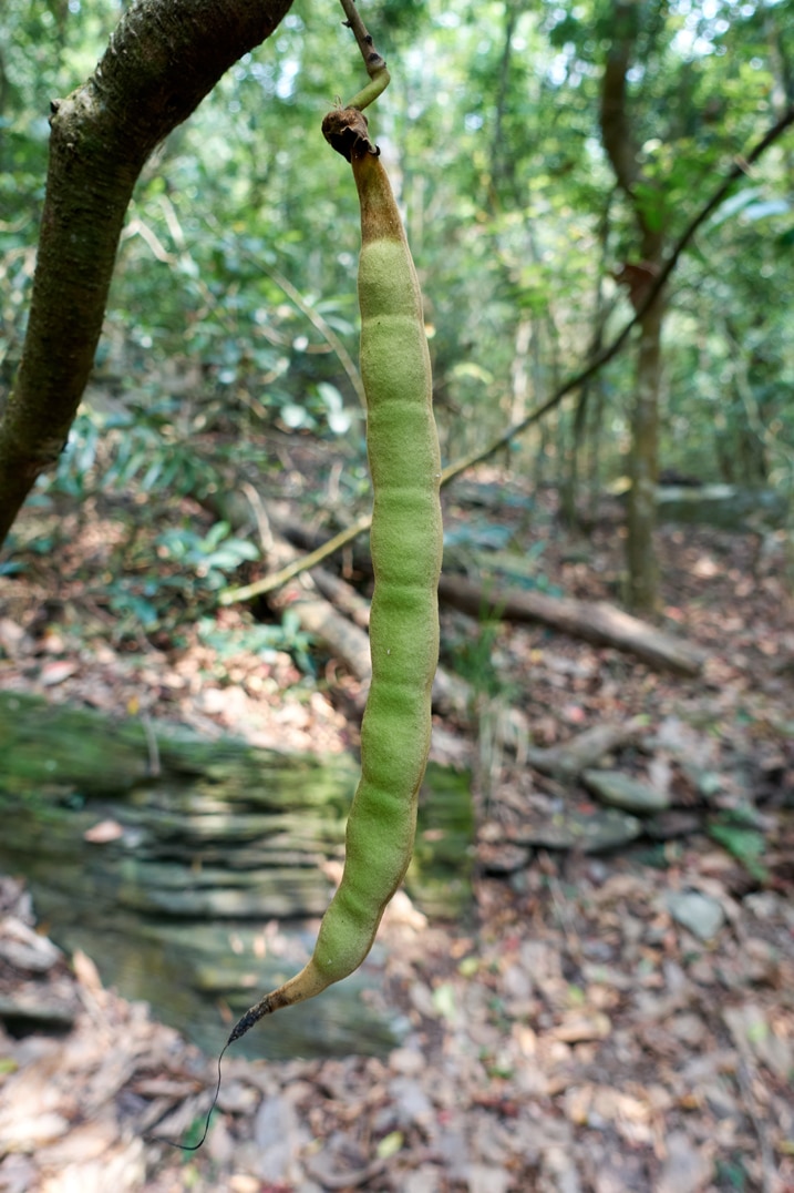 Some type of large peapod looking thing