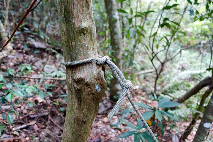 Rope attached to a tree - mountain forest