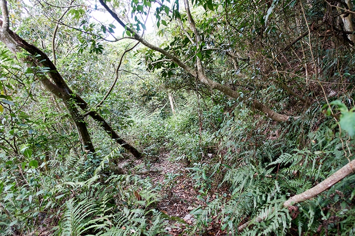 Mountain forest with hunter trail in center - many trees